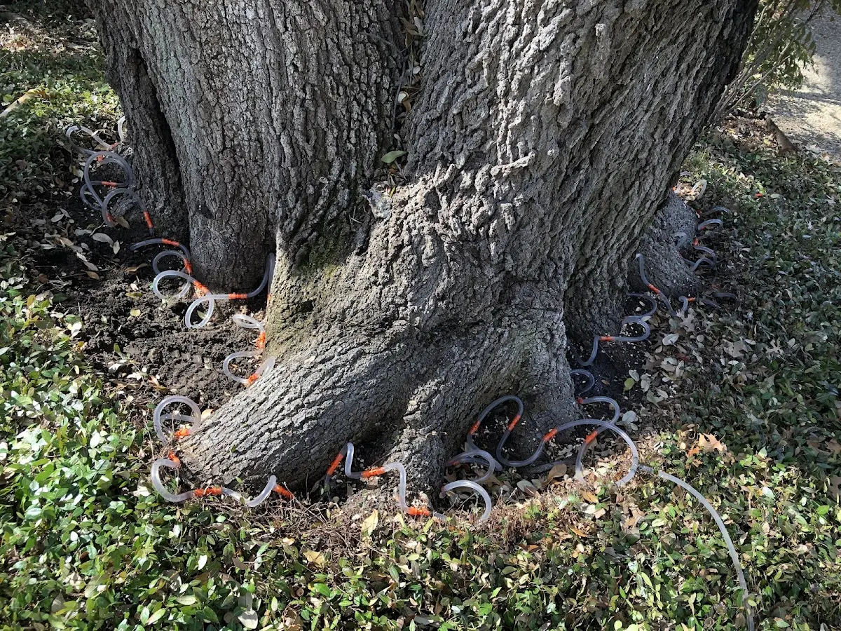 Detailed Tree Cabling and Bracing job site in Peterborough