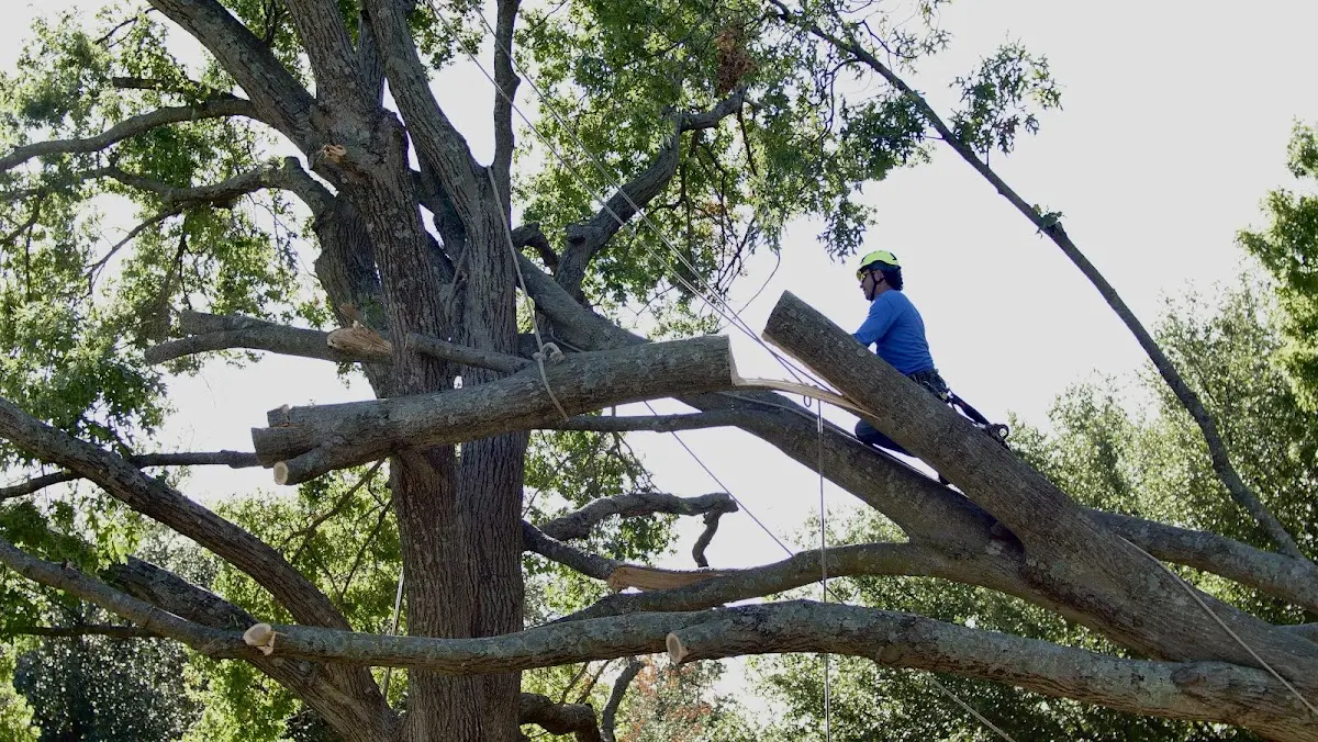 Professional Crown Thinning performed by certified arborists in Peterborough