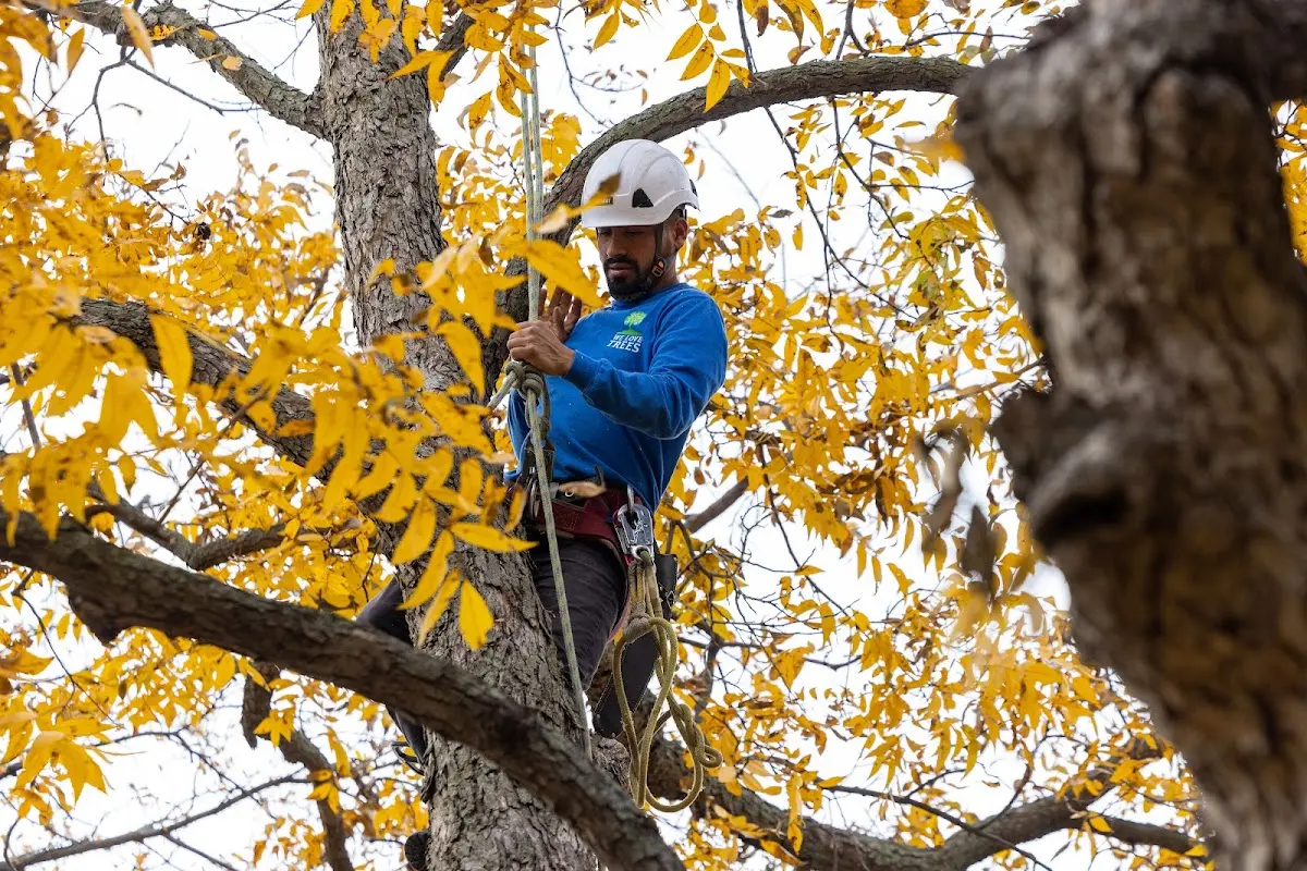 Skilled Tree Pruning crew working in Peterborough