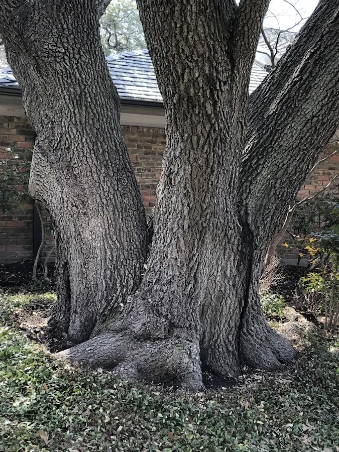 Mature heritage tree close to a Peterborough property cared for by certified arborists